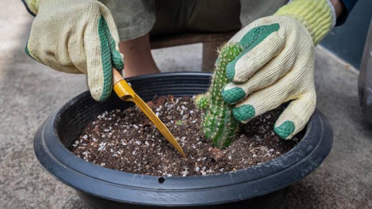 Kaktüse çiçek açtıran mucize damla Toprağına düzenli olarak ekleyin Kaktüse çiçek açtıran mucize damla Toprağına düzenli olarak ekleyin