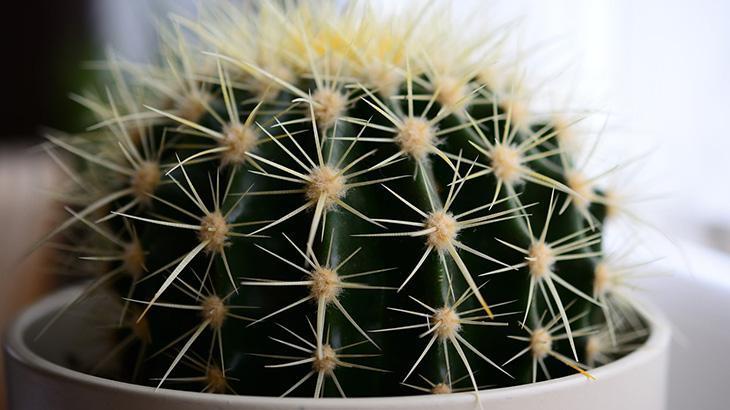 SICAKLIK VE MEVSİMSEL DÖNGÜLERİ UNUTMAYIN SICAKLIK VE MEVSİMSEL DÖNGÜLERİ UNUTMAYIN