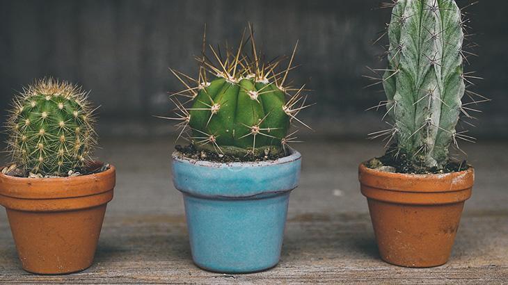 IŞIK VE SULAMA DENGESİNE DİKKAT EDİN IŞIK VE SULAMA DENGESİNE DİKKAT EDİN