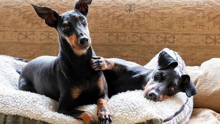 Köpek ya da kedi fark etmez Komple yıkamak şartmış, 60 derece en iyisi