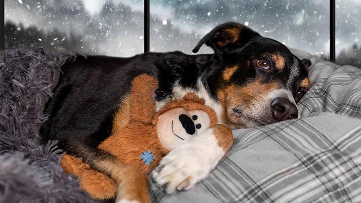 Köpek ya da kedi fark etmez Komple yıkamak şartmış, 60 derece en iyisi