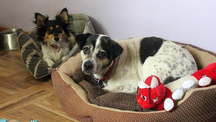 Köpek ya da kedi fark etmez Komple yıkamak şartmış, 60 derece en iyisi