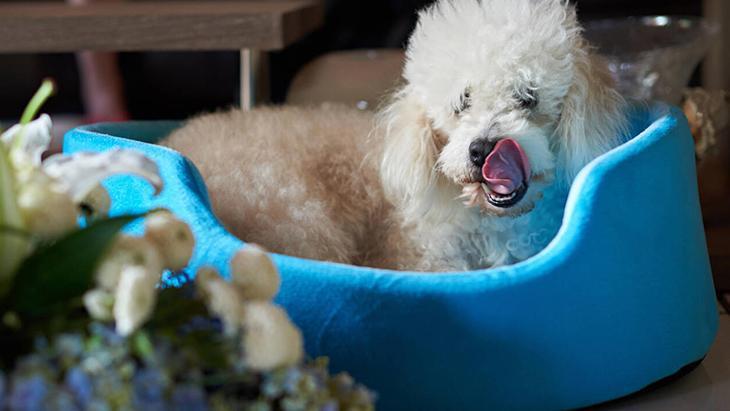 Köpek ya da kedi fark etmez Komple yıkamak şartmış, 60 derece en iyisi