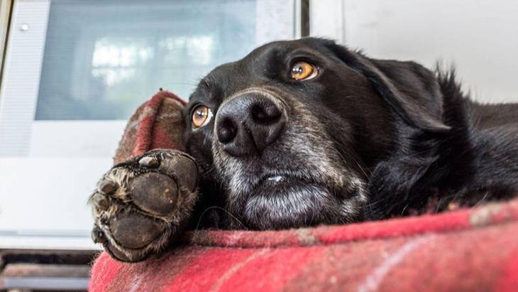 Köpek ya da kedi fark etmez Komple yıkamak şartmış, 60 derece en iyisi
