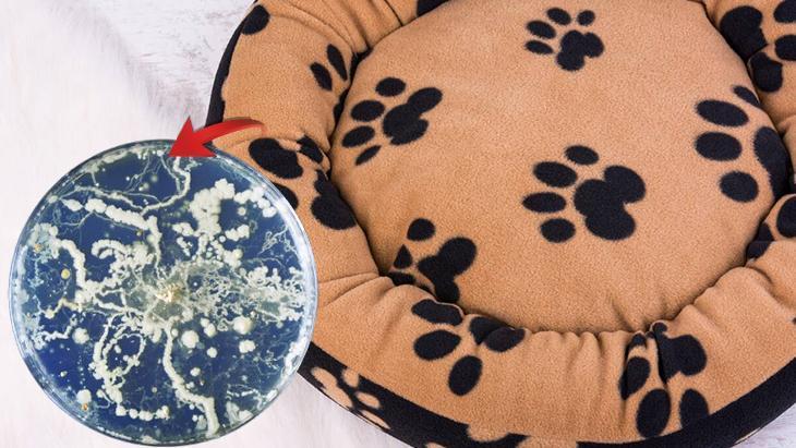 Köpek ya da kedi fark etmez Komple yıkamak şartmış, 60 derece en iyisi