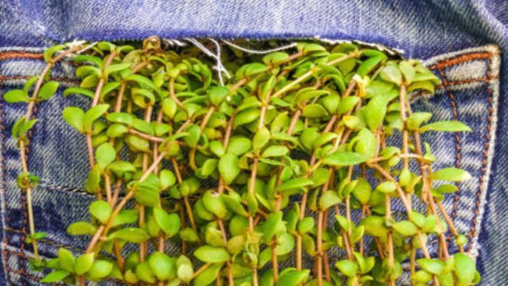 KOT PANTOLON YÖNTEMİ NASIL UYGULANIR