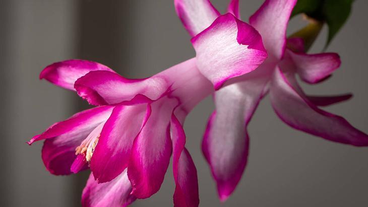 4- Yılbaşı Kaktüsü (Schlumbergera) 4- Yılbaşı Kaktüsü (Schlumbergera)