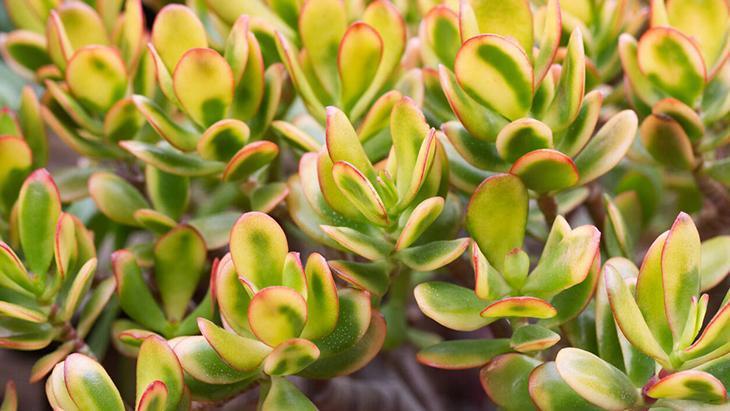 3- Para Ağacı (Crassula Ovata) 3- Para Ağacı (Crassula Ovata)
