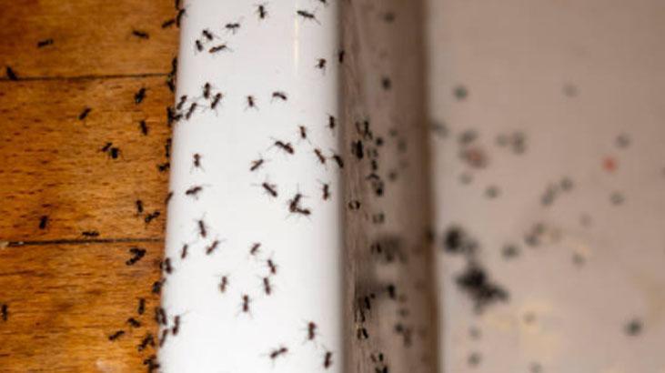 Kanatlı karınca gördüğünüz yere serpin İstilayı bitiyor, pudra şekeriyle karıştırın