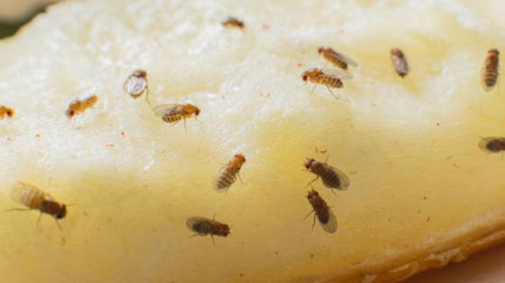 Kanatlı karınca gördüğünüz yere serpin İstilayı bitiyor, pudra şekeriyle karıştırın