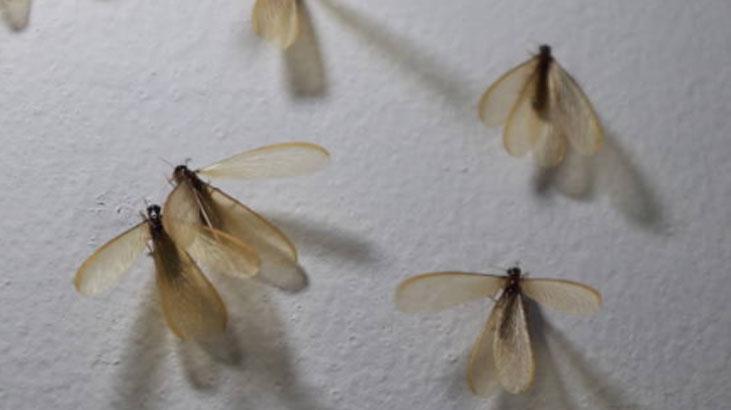 Kanatlı karınca gördüğünüz yere serpin İstilayı bitiyor, pudra şekeriyle karıştırın