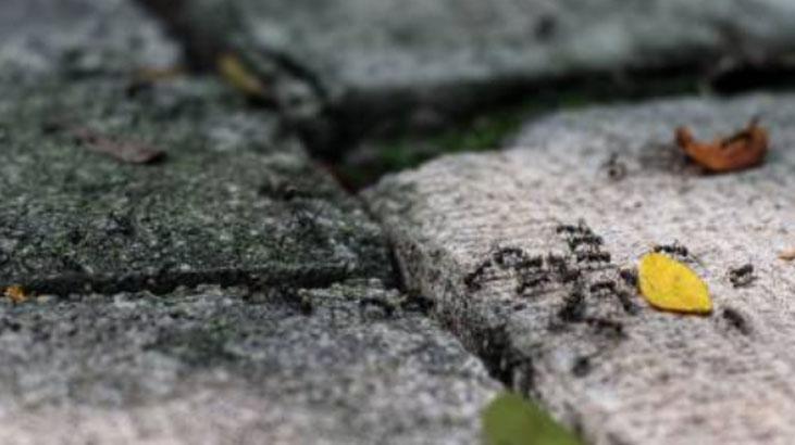 Kanatlı karınca gördüğünüz yere serpin İstilayı bitiyor, pudra şekeriyle karıştırın