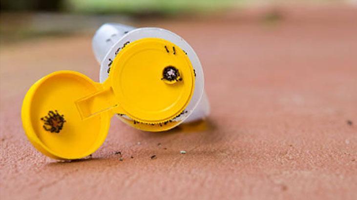 Kanatlı karınca gördüğünüz yere serpin İstilayı bitiyor, pudra şekeriyle karıştırın