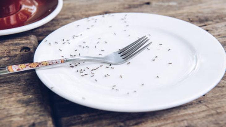 Kanatlı karınca gördüğünüz yere serpin İstilayı bitiyor, pudra şekeriyle karıştırın