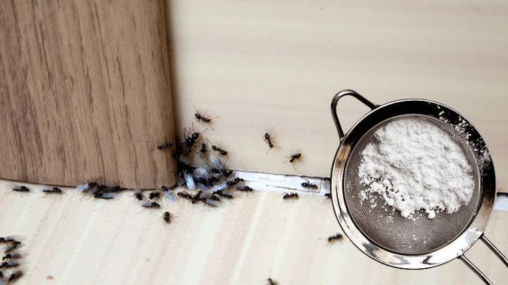 Kanatlı karınca gördüğünüz yere serpin İstilayı bitiyor, pudra şekeriyle karıştırın