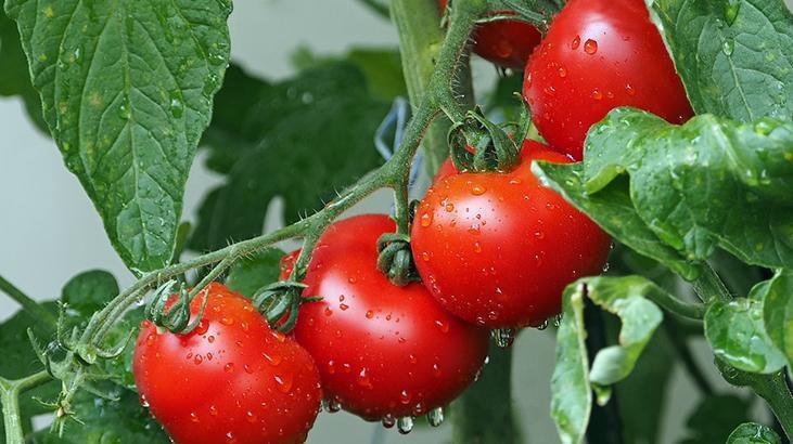 Domates sosunu salçaya çeviriyor Tarifi çok kolay, kaşık taktiği yeterli