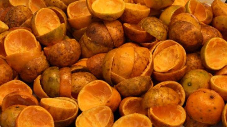 Portakal kabuğuna bitki de ekiliyormuş 1 haftada filizleniyor, en iyi besin