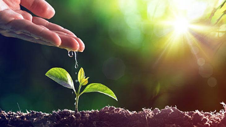 Portakal kabuğuna bitki de ekiliyormuş 1 haftada filizleniyor, en iyi besin