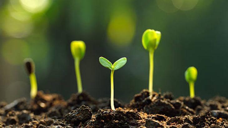 Portakal kabuğuna bitki de ekiliyormuş 1 haftada filizleniyor, en iyi besin