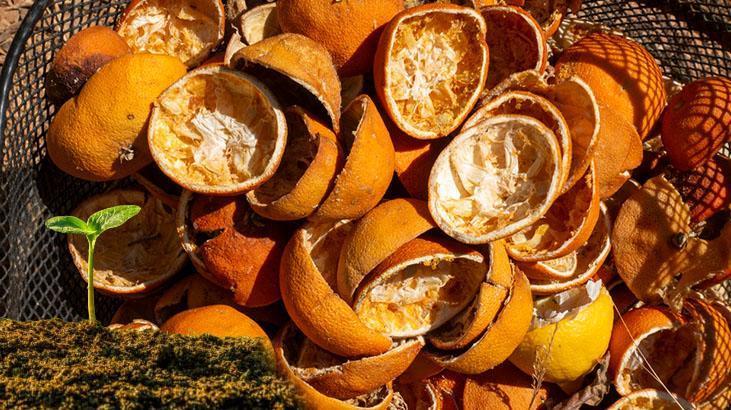 Portakal kabuğuna bitki de ekiliyormuş 1 haftada filizleniyor, en iyi besin