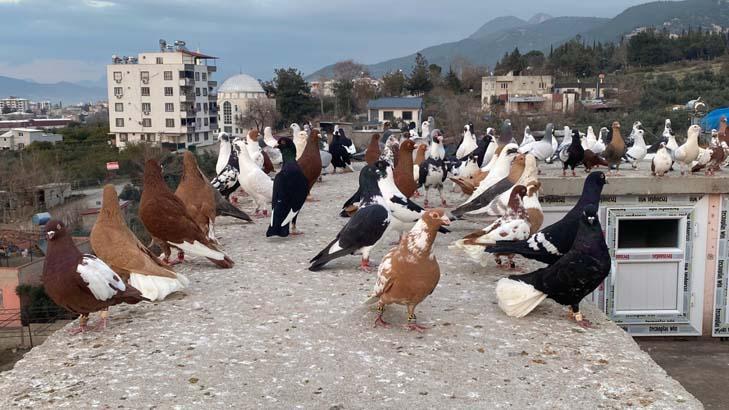Dedesinin hobisiydi Fiyatı 1,5 milyon liraya kadar çıkıyor: Aynı futbolcu gibi bunlar Dedesinin hobisiydi Fiyatı 1,5 milyon liraya kadar çıkıyor: Aynı futbolcu gibi bunlar