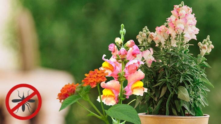 Baharda ekin, yaz boyu haşere görmeyin İlaçsız yöntem, böcekler kaçışıyor