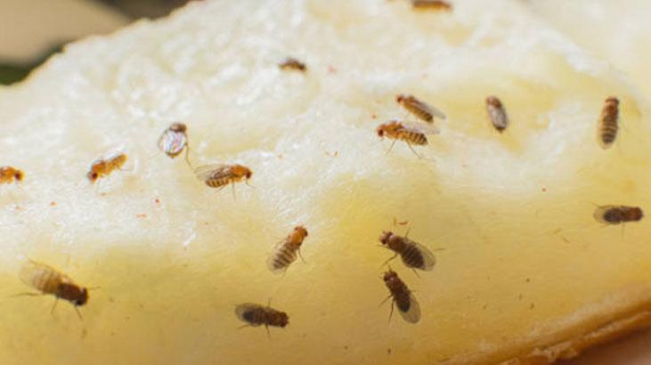 Meyve sepetine üşüşemiyorlar Sinekler bu kokudan kaçıyor, mutfağa uğramıyor