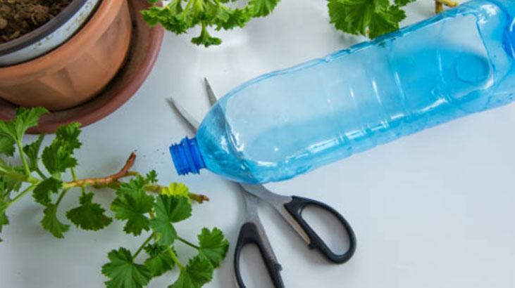 Asma yaprağı doldurun