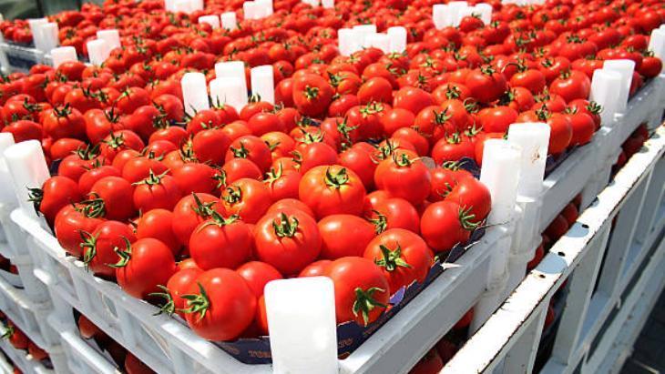 4. BUDAMA VE GÜBRELEME