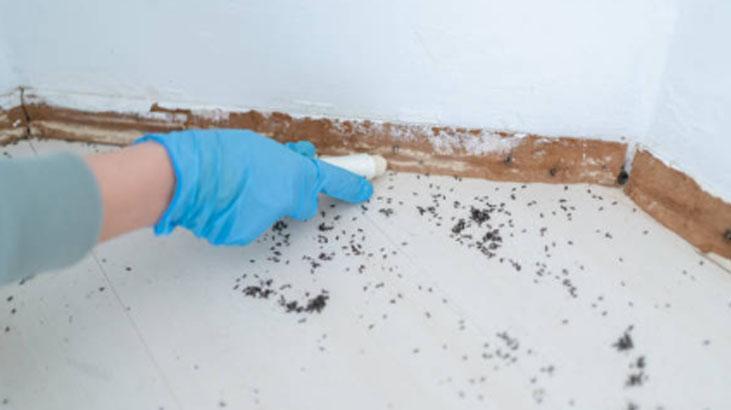 Karıncalar kaçacak yer arayacak Duvar kenarına sürün, şekere bile gelemiyorlar Karıncalar kaçacak yer arayacak Duvar kenarına sürün, şekere bile gelemiyorlar