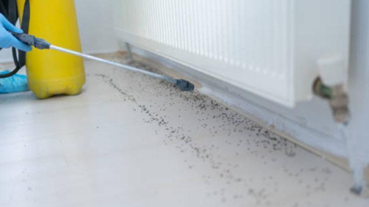 Karıncalar kaçacak yer arayacak Duvar kenarına sürün, şekere bile gelemiyorlar Karıncalar kaçacak yer arayacak Duvar kenarına sürün, şekere bile gelemiyorlar