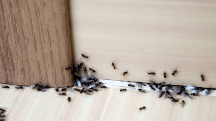 Karıncalar kaçacak yer arayacak Duvar kenarına sürün, şekere bile gelemiyorlar Karıncalar kaçacak yer arayacak Duvar kenarına sürün, şekere bile gelemiyorlar