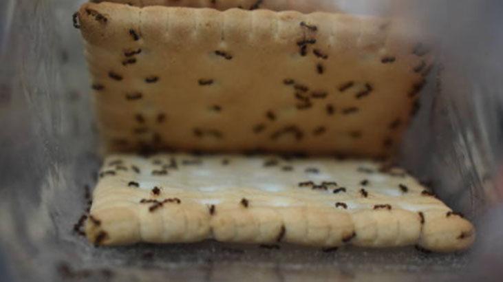 Karıncalar kaçacak yer arayacak Duvar kenarına sürün, şekere bile gelemiyorlar Karıncalar kaçacak yer arayacak Duvar kenarına sürün, şekere bile gelemiyorlar