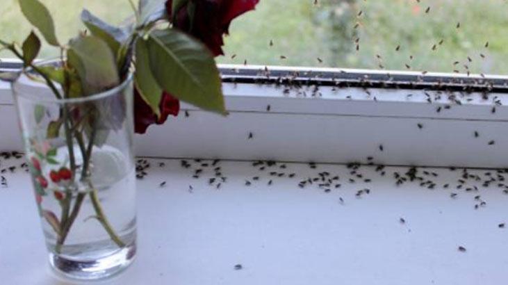 Karıncalar kaçacak yer arayacak Duvar kenarına sürün, şekere bile gelemiyorlar Karıncalar kaçacak yer arayacak Duvar kenarına sürün, şekere bile gelemiyorlar