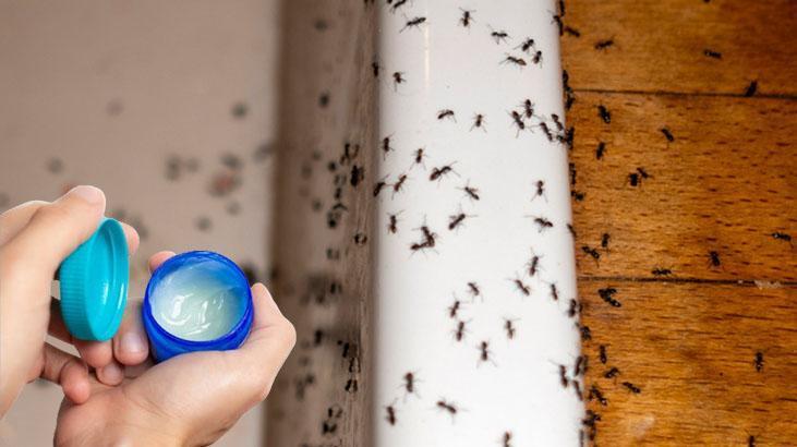 Karıncalar kaçacak yer arayacak Duvar kenarına sürün, şekere bile gelemiyorlar Karıncalar kaçacak yer arayacak Duvar kenarına sürün, şekere bile gelemiyorlar