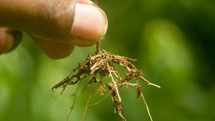 Suyun içinde kök salacak 1 bardak ve dal yeter, 2 haftada filizlendiriyor