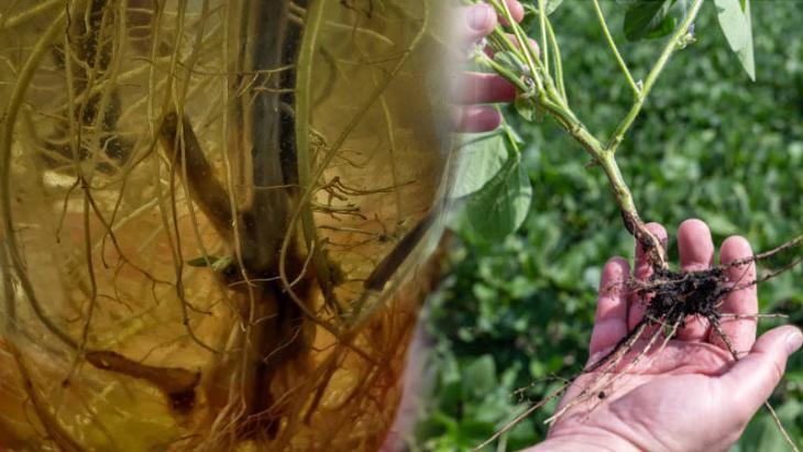 SUDA KÖKLENDİRME NEDEN ETKİLİDİR