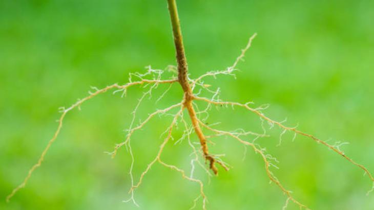 DOĞRU DAL SEÇİMİ