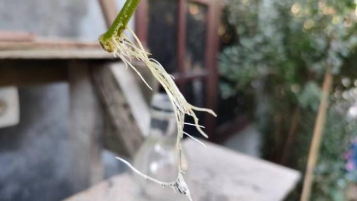 SAKSI DEĞİŞİMİNDEN SONRAKİ İLK GÜNLER