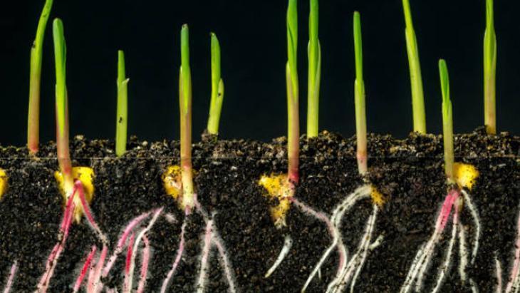 ÇELİKLERİ SUYA YERLEŞTİRME