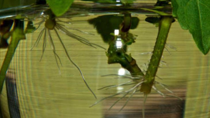 SUDA KÖKLENDİRME YÖNTEMİNİN AVANTAJLARI