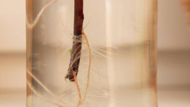 KÖKLENDİRME AŞAMALARI