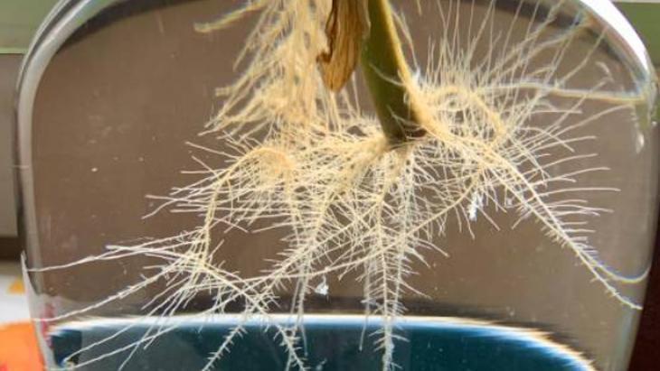 BAŞARILI KÖKLENME İÇİN İPUÇLARI