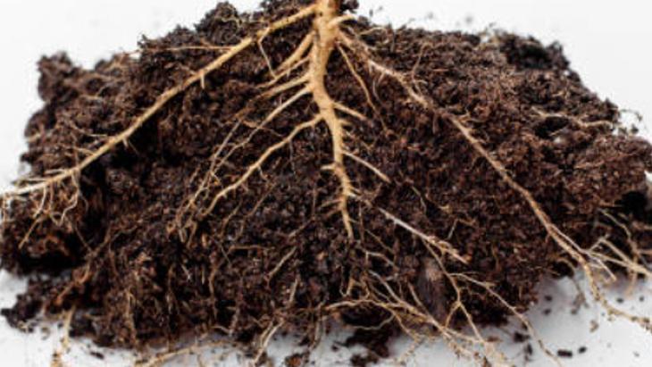 KÖKLENDİRME SÜRECİNDE BAKIM