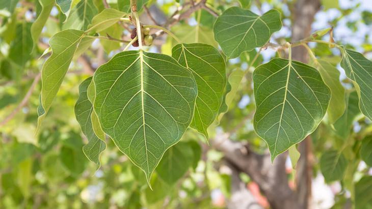 3- İncir ağaçları