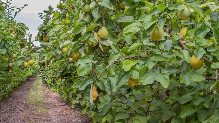 Ne bahçede ne saksıda naz yapmıyor Anında meyve veriyor, tadı nefis