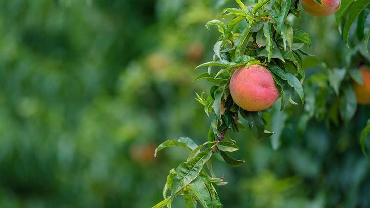 4- Cüce şeftali ağaçları