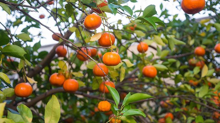 1- Narenciye ağaçları