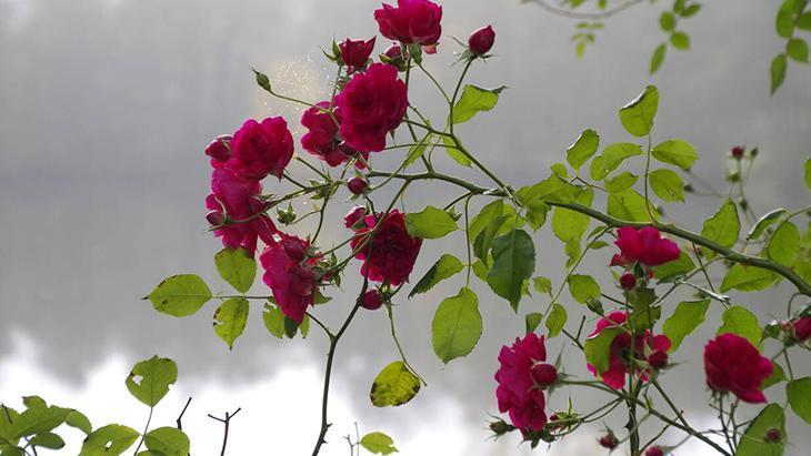 Gül bile nerede yaşayacağını seçiyor Saksı mı toprak mı, fark şaşırtıcı