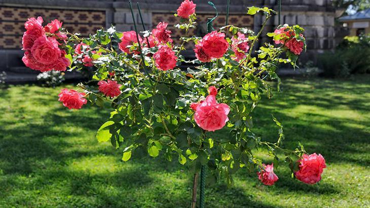 Gül bile nerede yaşayacağını seçiyor Saksı mı toprak mı, fark şaşırtıcı